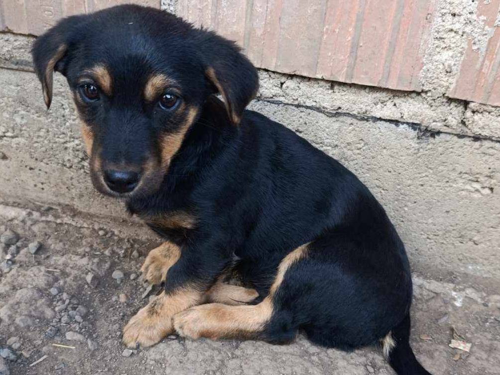 Adozione cane, maschio, Bassotto Razza sconosciuta, 4 mesi, taglia piccola, Firenze