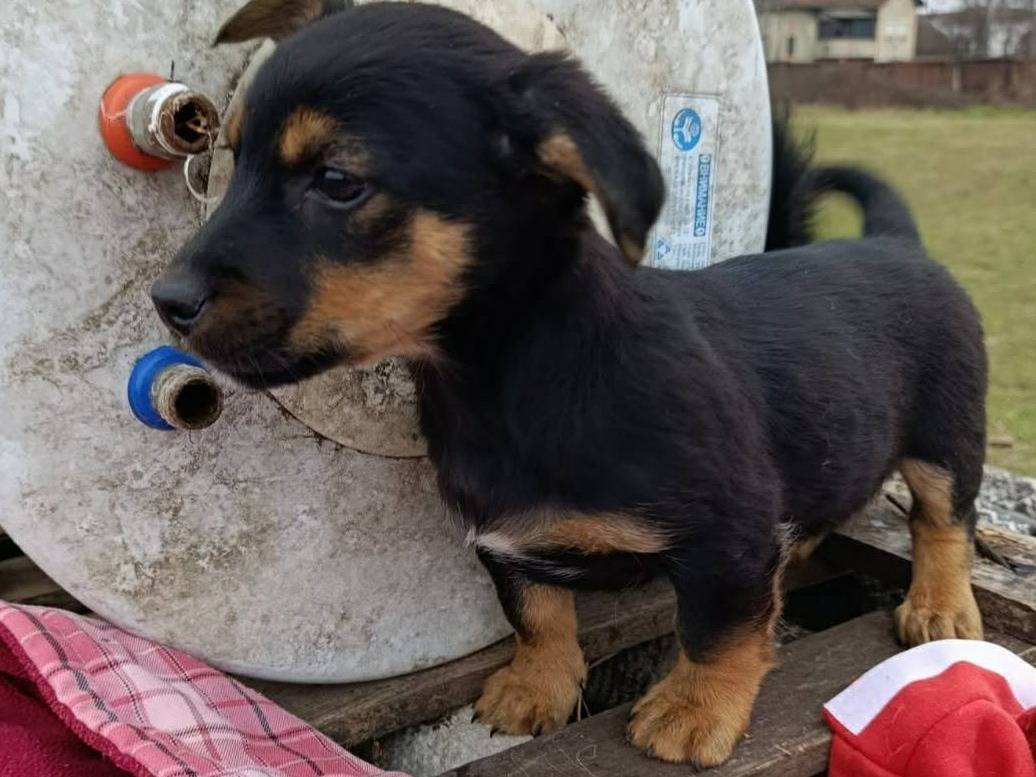 Adotta un cane, taglia piccola, maschio, Firenze