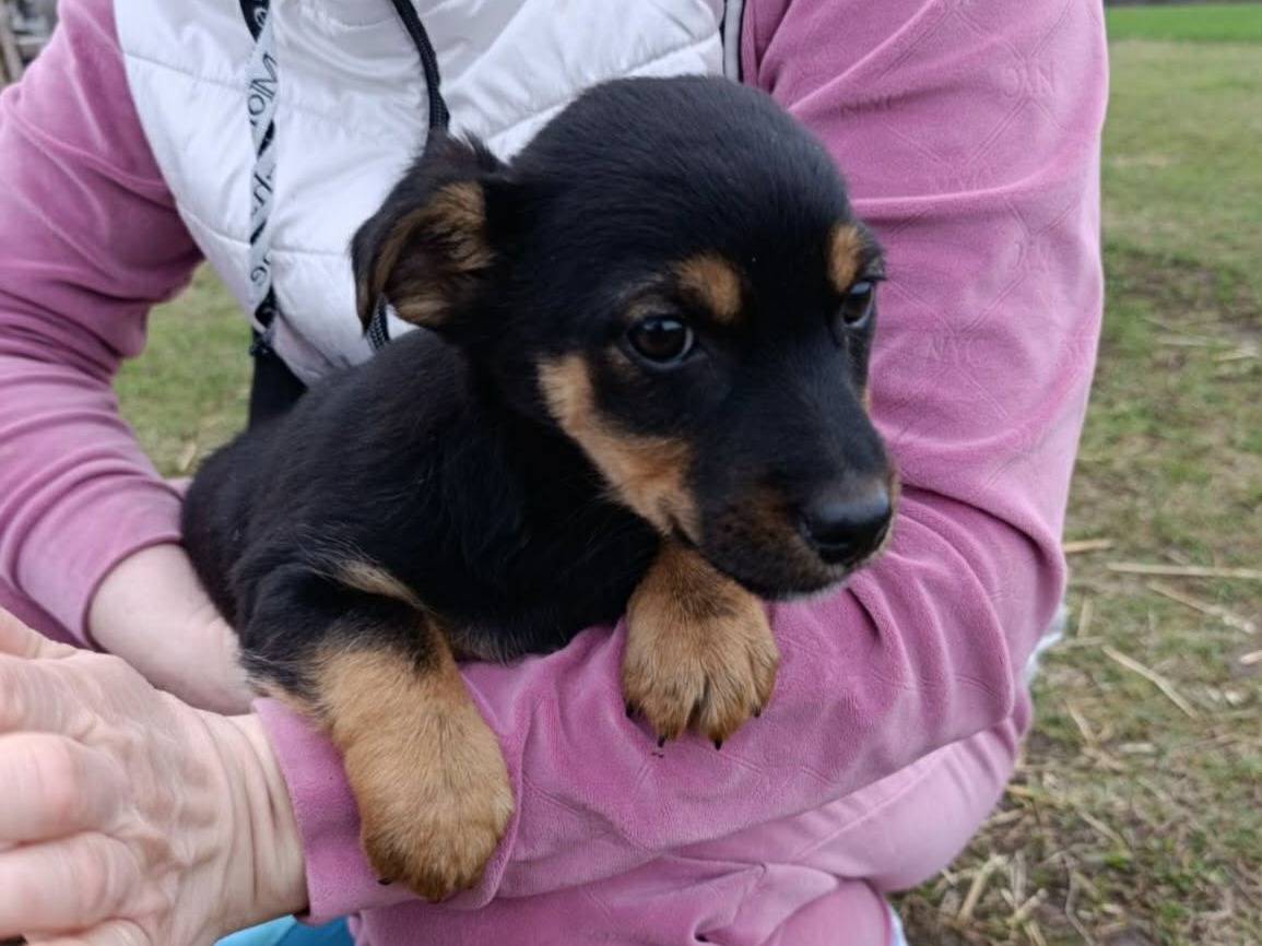 Vuoi adottare un cane a Firenze?