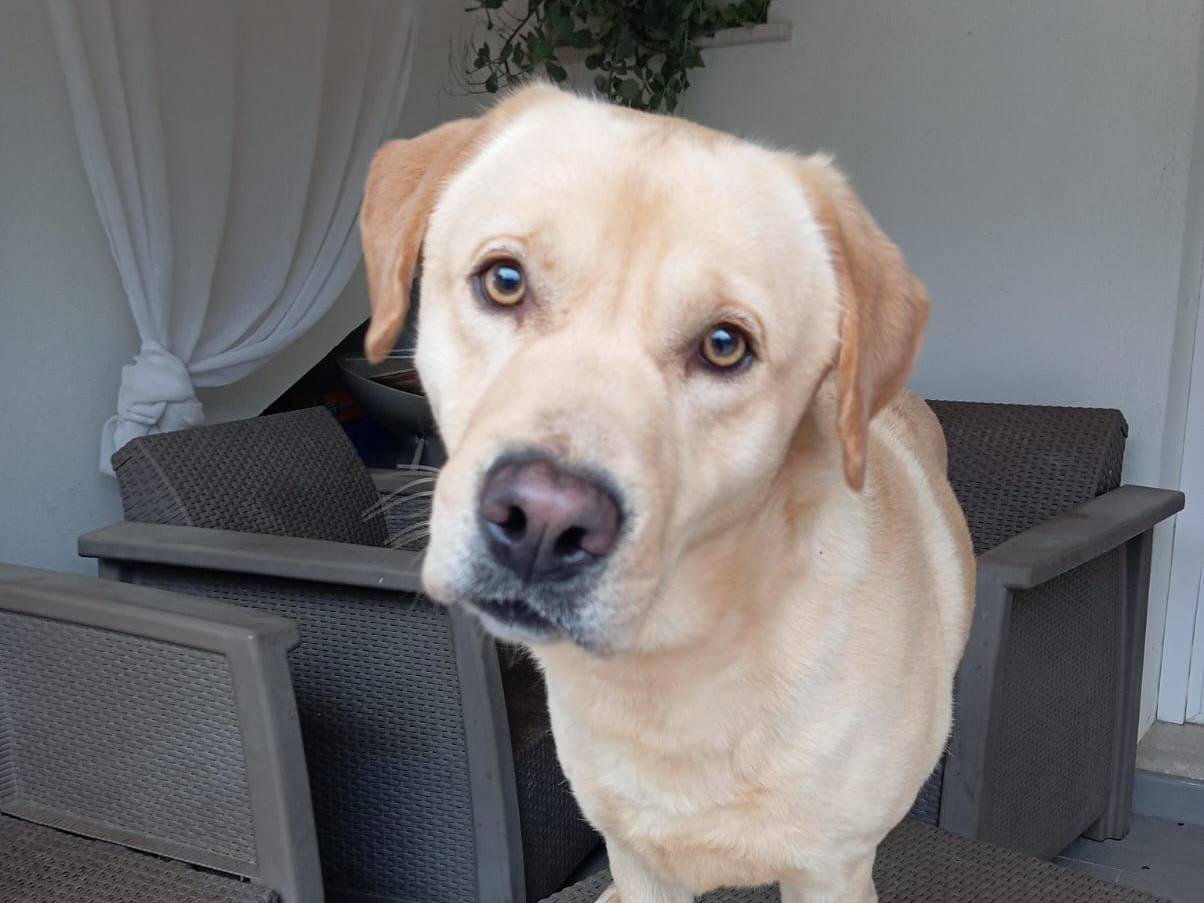 Adozione cane, maschio, Labrador Retriever Razza sconosciuta, 2 anni e 4 mesi, taglia media, Latina