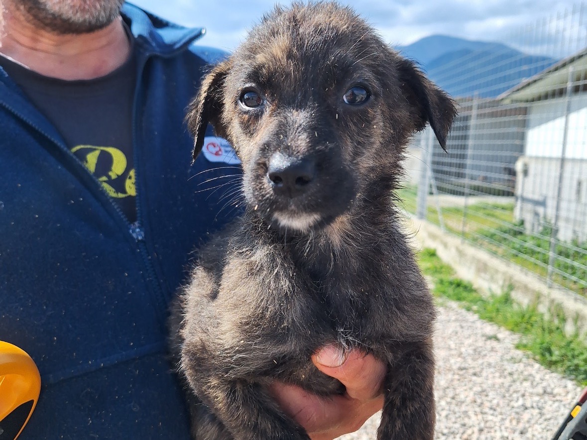 Adozione cane, femmina, Razza sconosciuta Razza sconosciuta, 2 mesi, taglia media contenuta, Frosinone