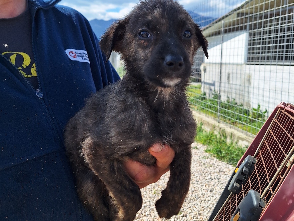 Adotta un cane, taglia media contenuta, femmina, Frosinone