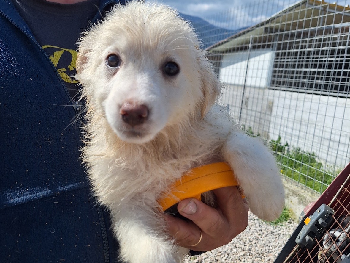Adozione cane, femmina, Razza sconosciuta Razza sconosciuta, 1 mesi, taglia media contenuta, Frosinone