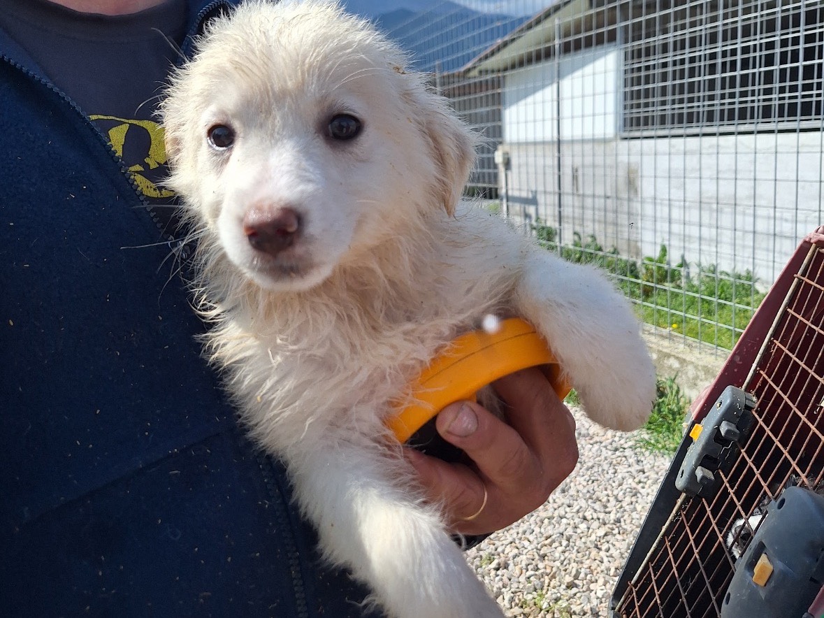 Adotta un cane, femmina, 1 mesi, Frosinone