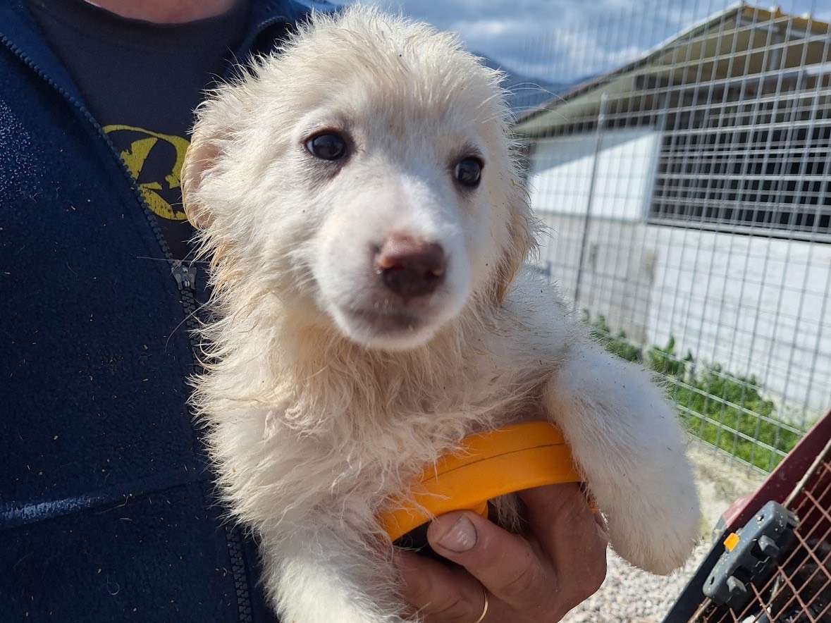 Adotta un cane, taglia media contenuta, femmina, Frosinone