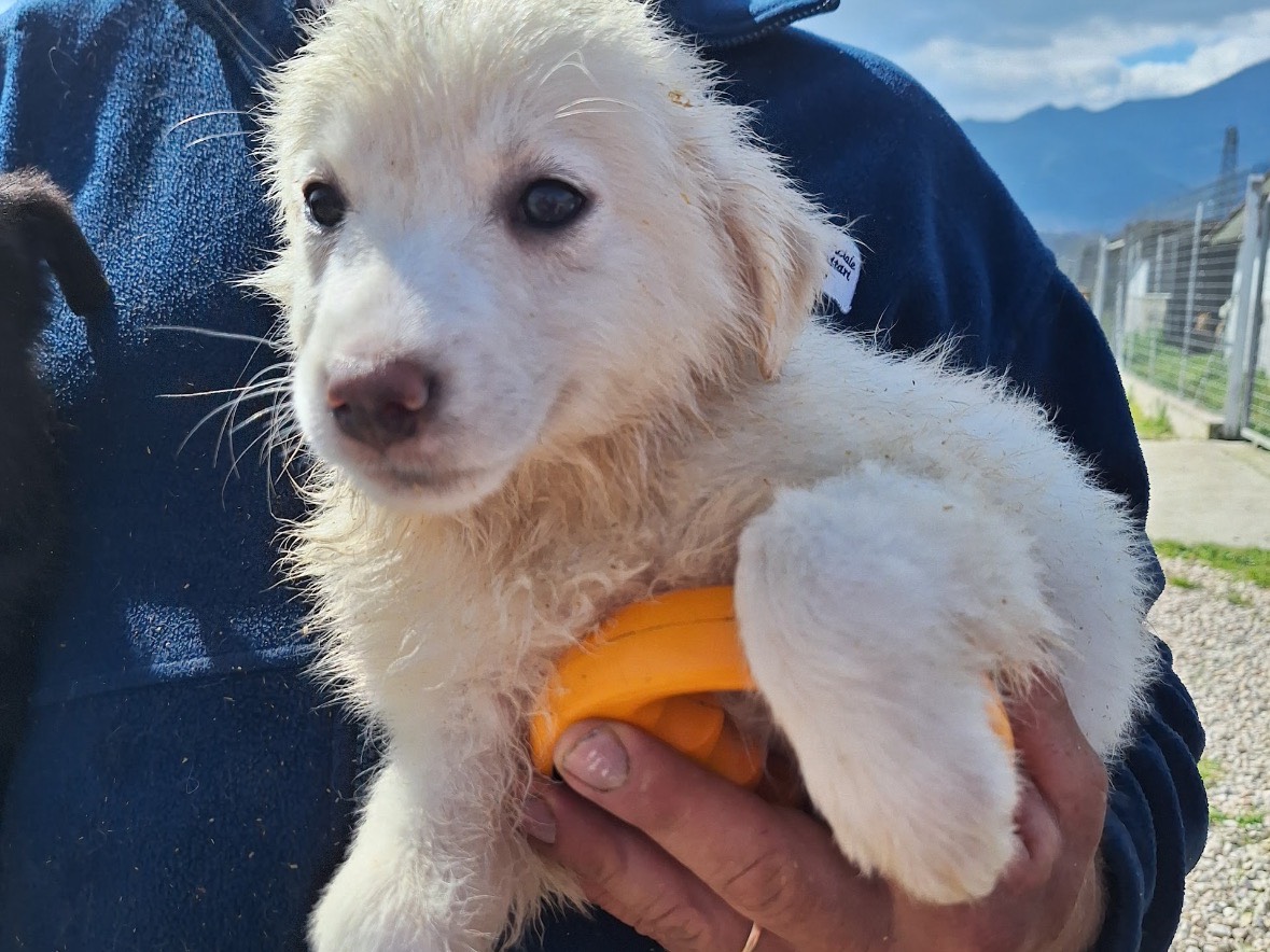 Vuoi adottare un cane a Frosinone?