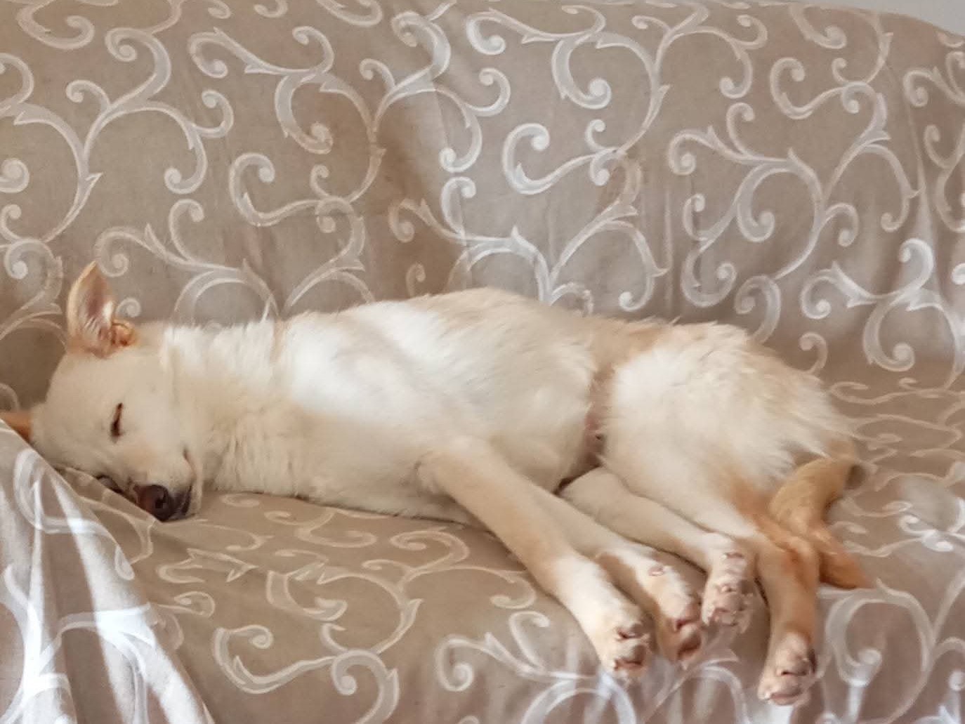 Vuoi adottare un cane a Trieste?