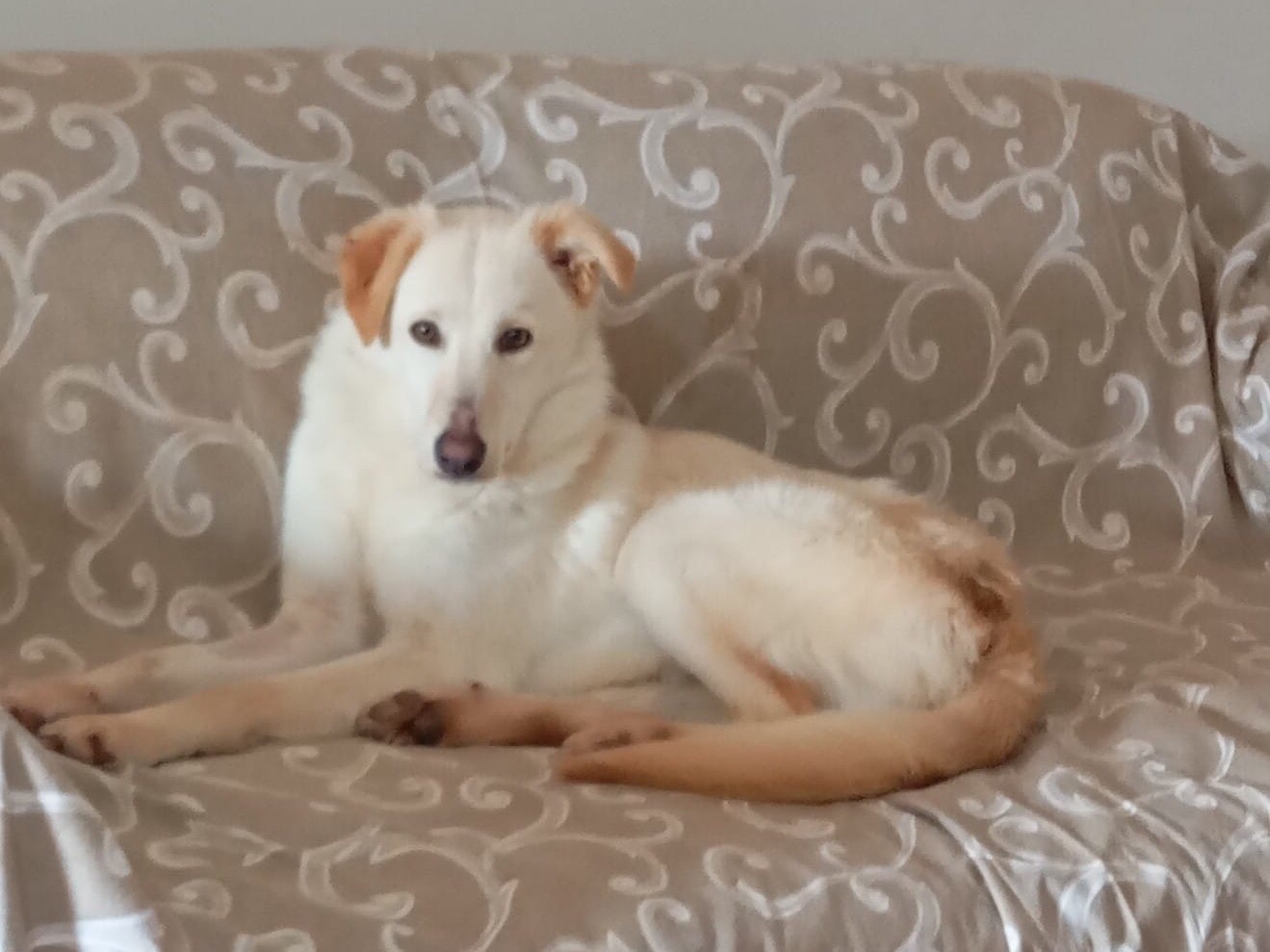 Adotta il cane Aisha a Trieste