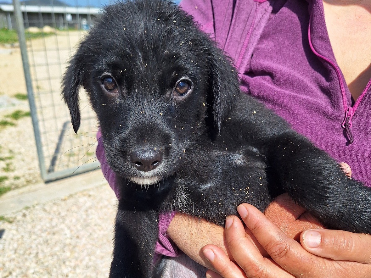 Adozione cane, maschio, Razza sconosciuta Razza sconosciuta, 2 mesi, taglia media contenuta, Frosinone
