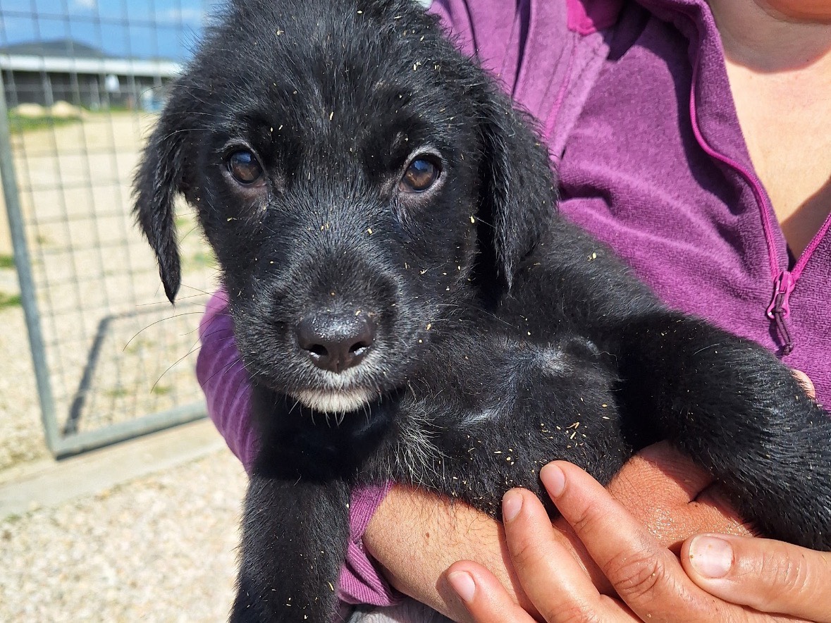 Adotta un cane, maschio, 2 mesi, Frosinone