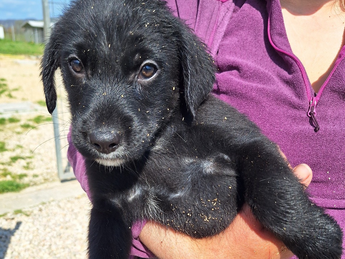 Adotta un cane, taglia media contenuta, maschio, Frosinone
