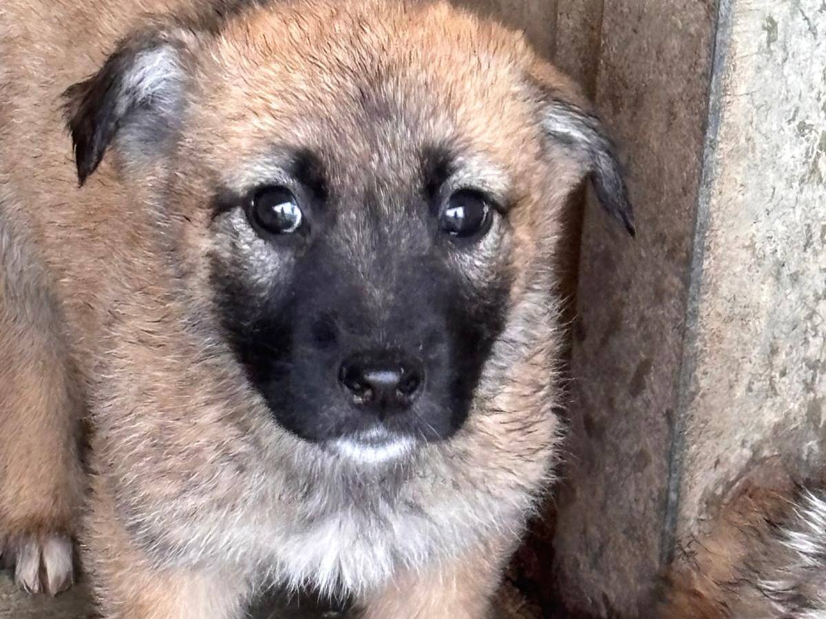 Adozione cane, maschio, Razza sconosciuta Razza sconosciuta, 2 mesi, taglia grande, Ragusa