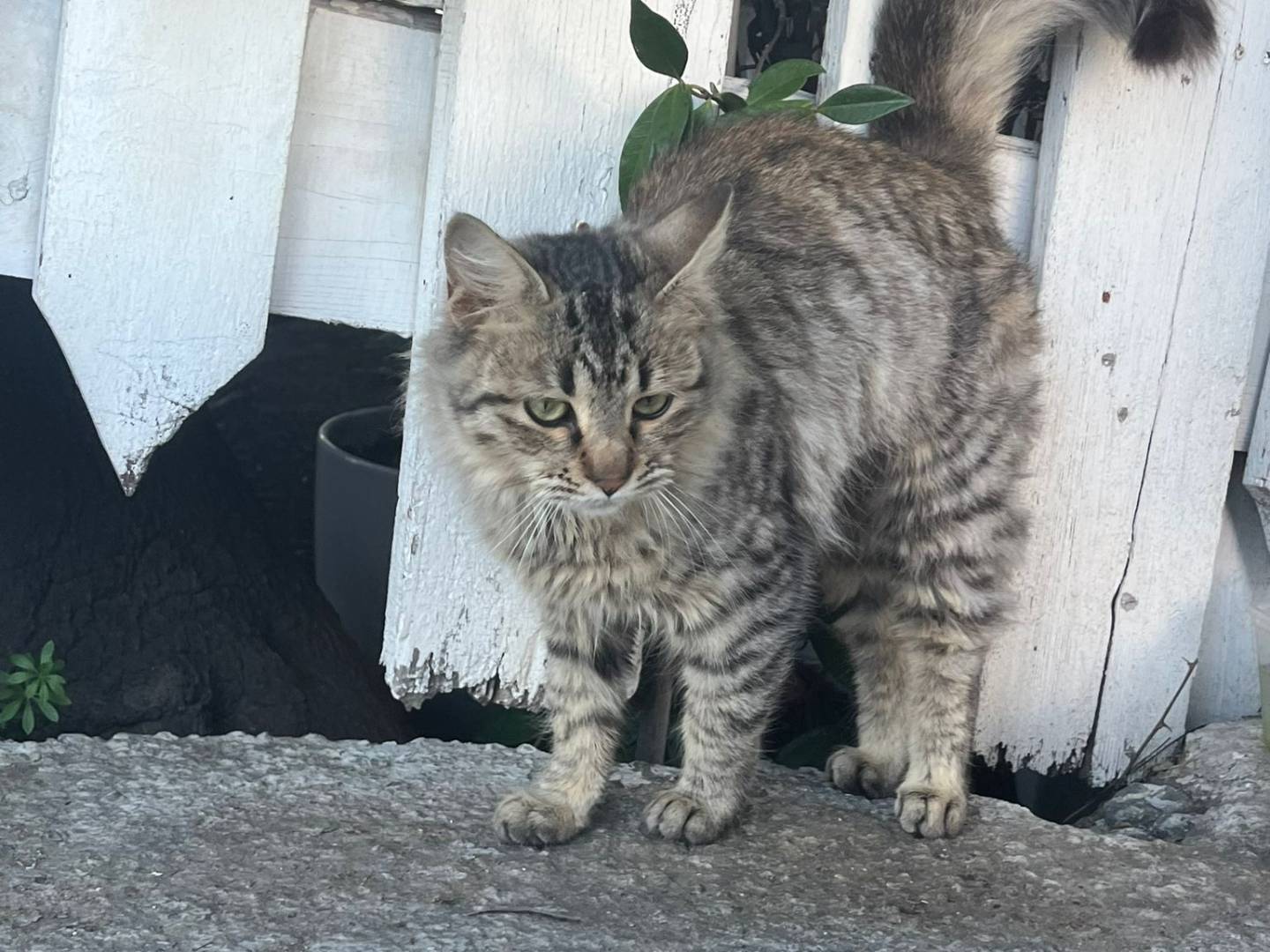 Adozione gatto, femmina, Razza sconosciuta Razza sconosciuta, 10 mesi, taglia non valida, Crotone