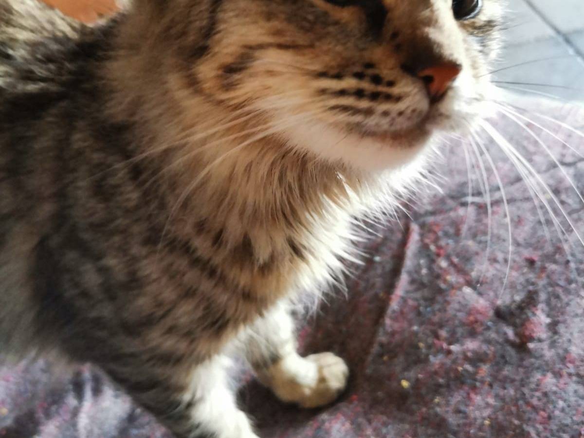 Adotta un gatto, taglia non valida, femmina, Crotone