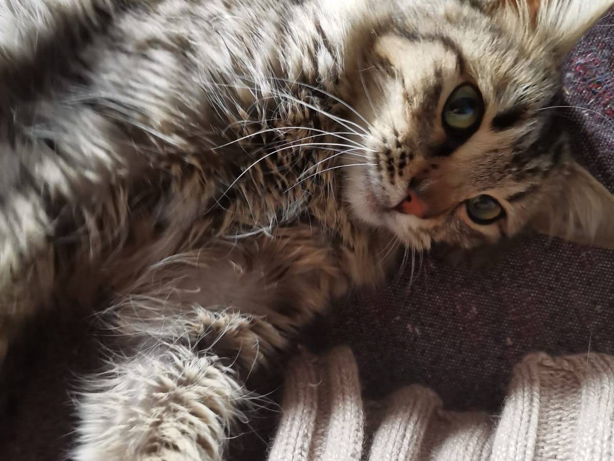 Vuoi adottare un gatto a Crotone?