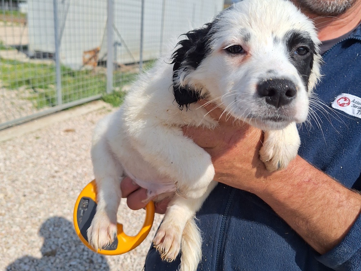 Adozione cane, maschio, Razza sconosciuta Razza sconosciuta, 2 mesi, taglia media contenuta, Frosinone