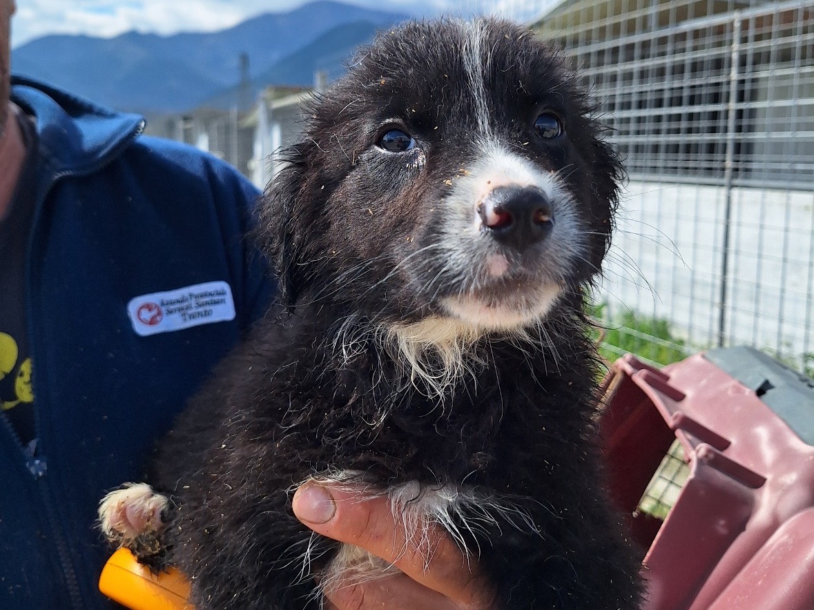 Adozione cane, maschio, Razza sconosciuta Razza sconosciuta, 2 mesi, taglia media contenuta, Frosinone