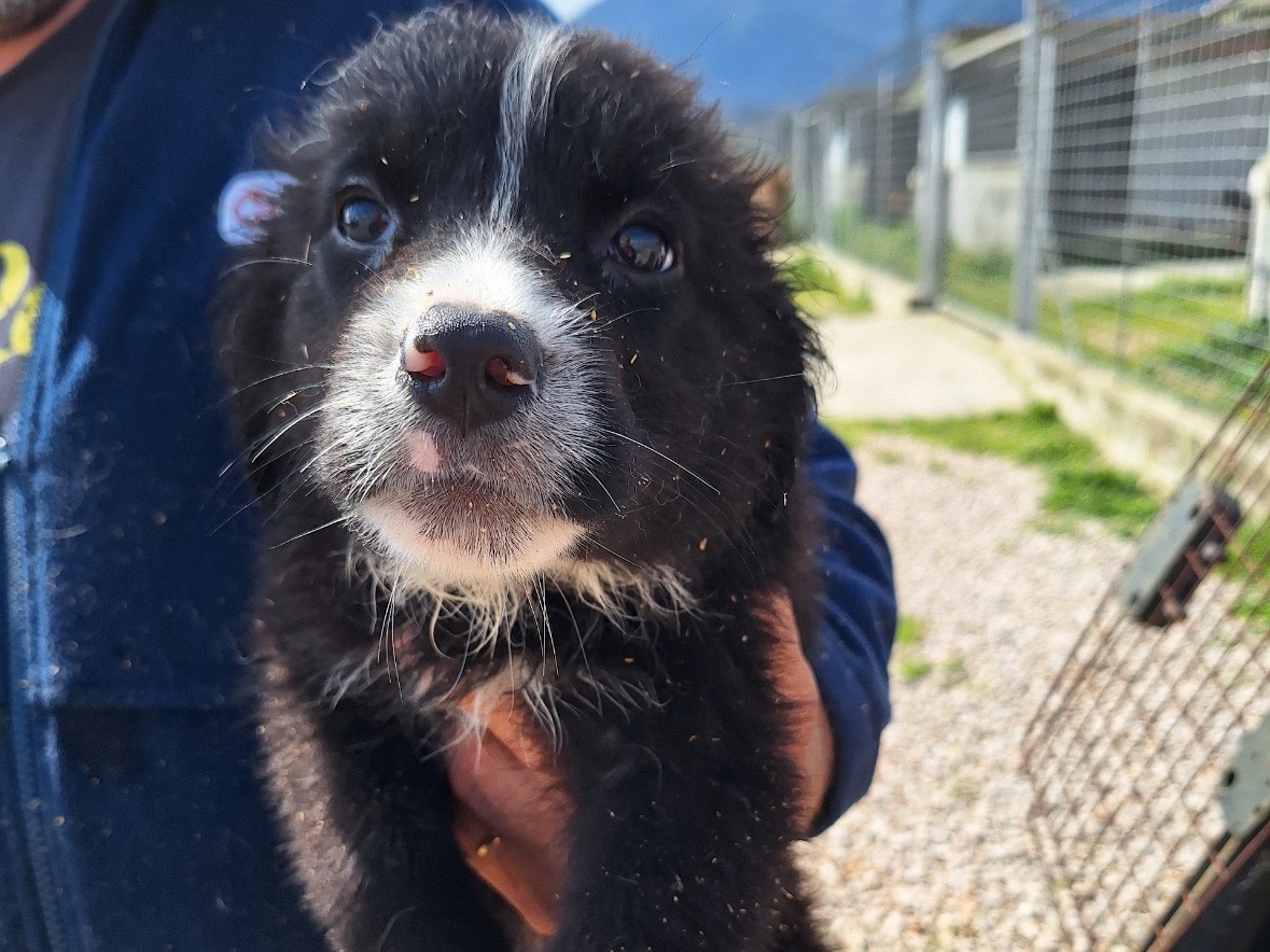 Adotta un cane, maschio, 2 mesi, Frosinone