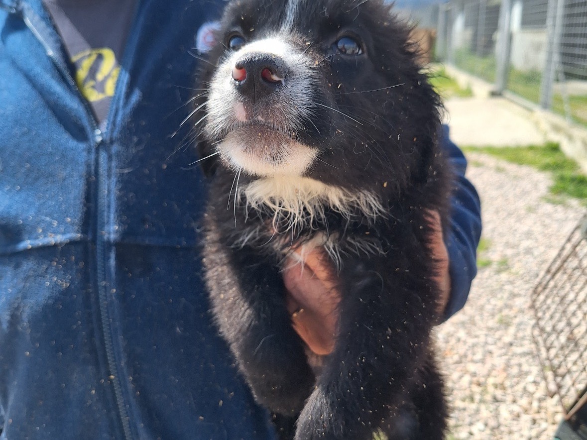 Adotta un cane, taglia media contenuta, maschio, Frosinone