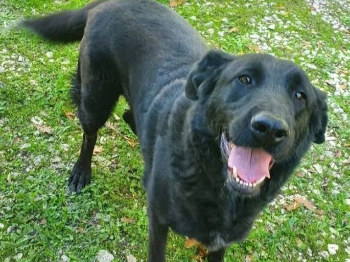 Adozione cane, maschio, Razza sconosciuta Razza sconosciuta, 5 anni e 1 mese, taglia gigante, Campobasso