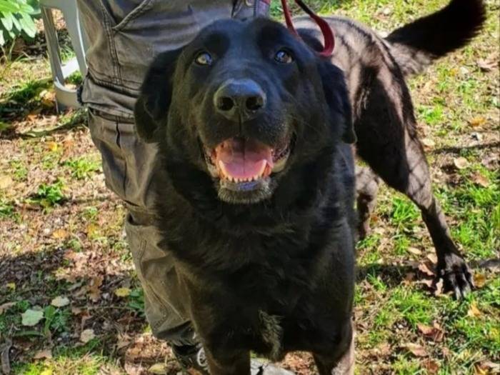 Adotta un cane, maschio, 5 anni e 1 mese, Campobasso