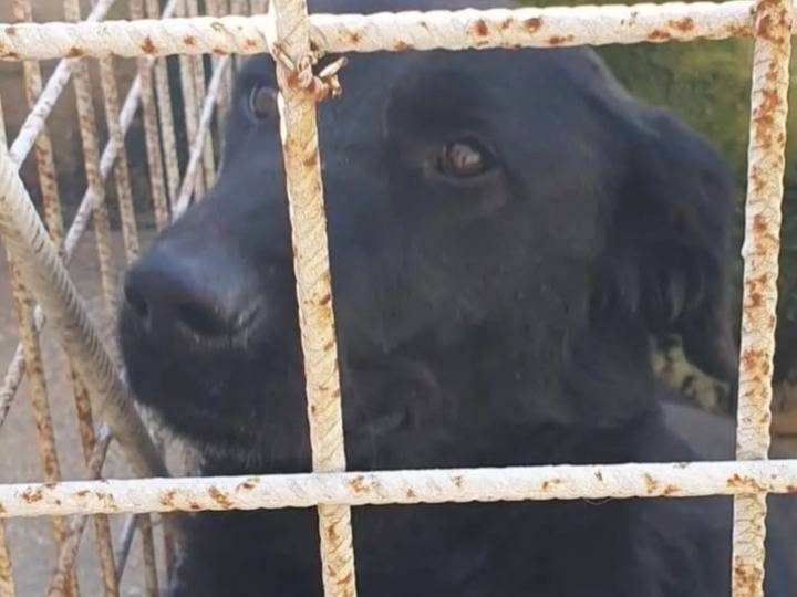 Vuoi adottare un cane a Campobasso?