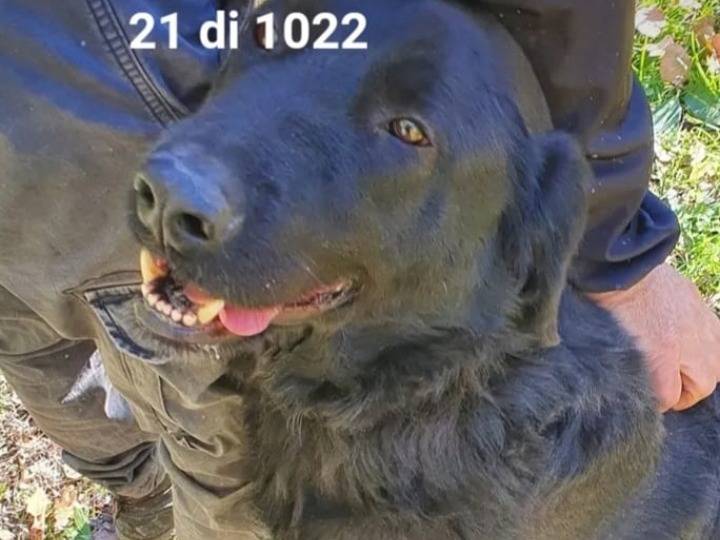 Adotta il cane Black Total Black a Campobasso