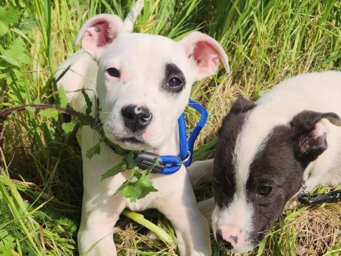 Adozione cane, femmina, Pitbull Razza sconosciuta, 3 mesi, taglia media, Cosenza