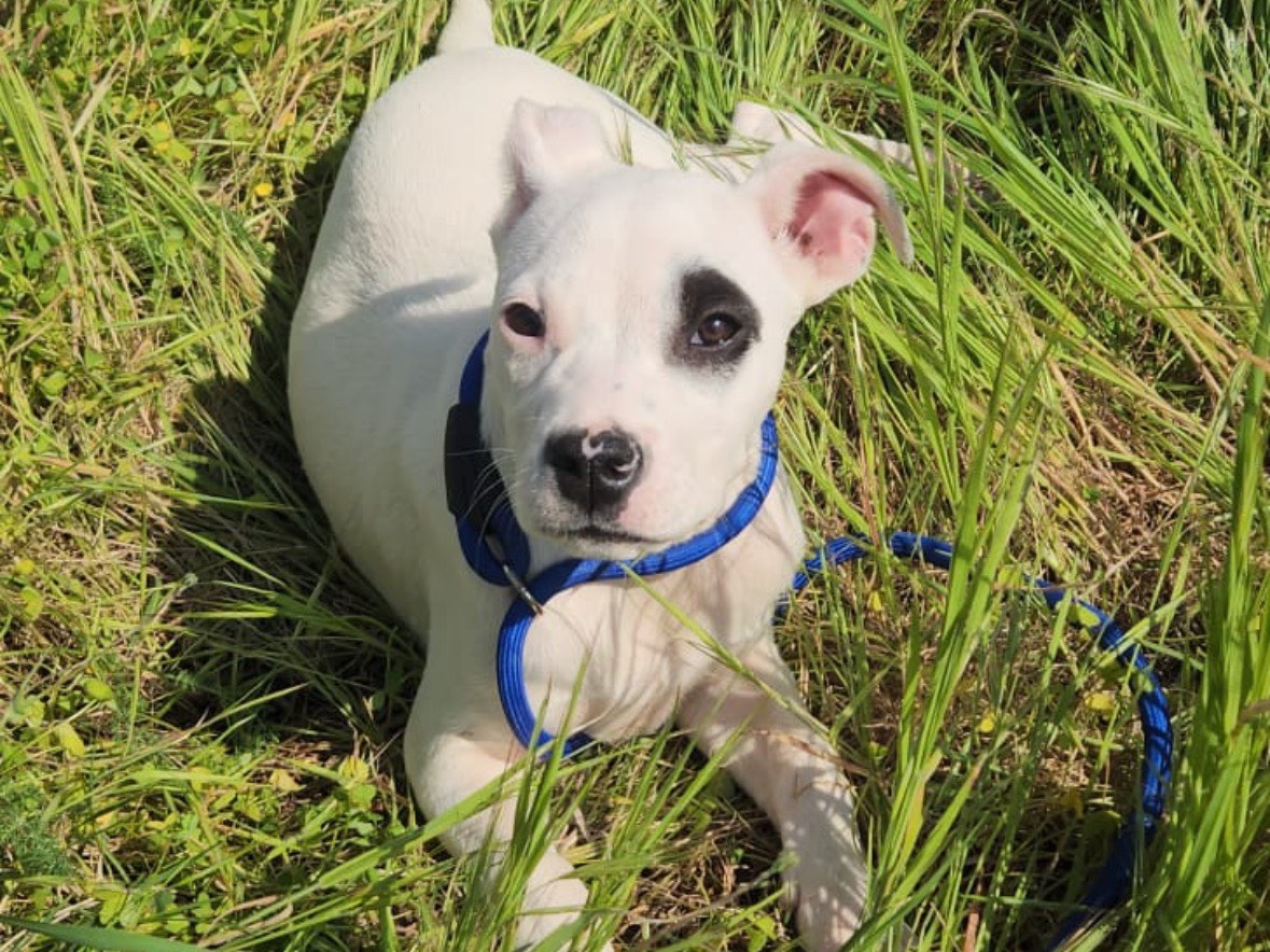 Adotta un cane, femmina, 3 mesi, Cosenza