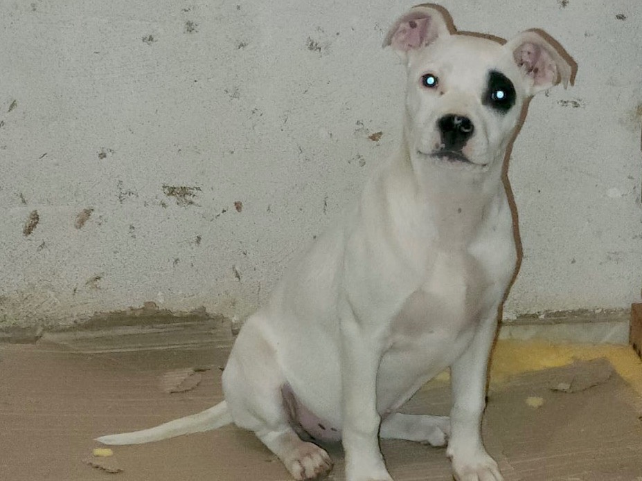 Adotta un cane, taglia media, femmina, Cosenza