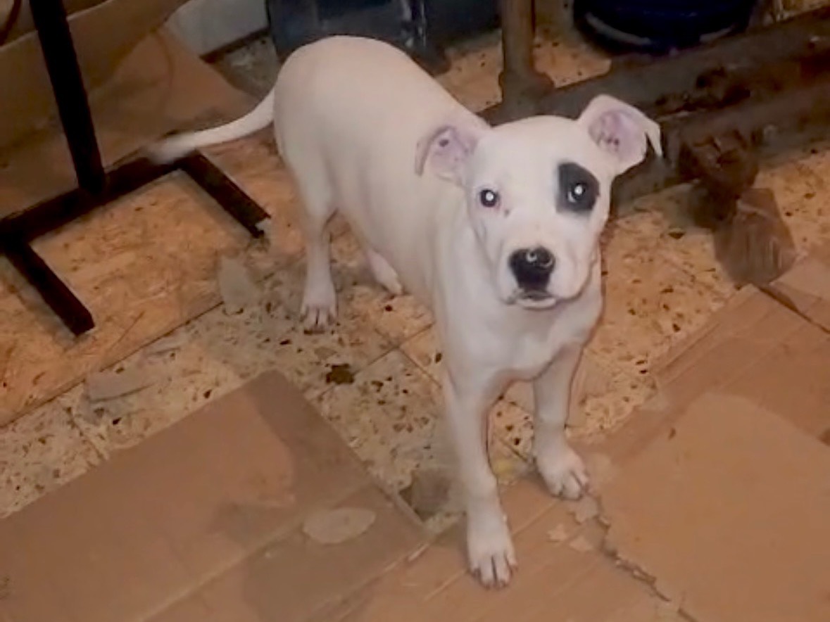 Vuoi adottare un cane a Cosenza?