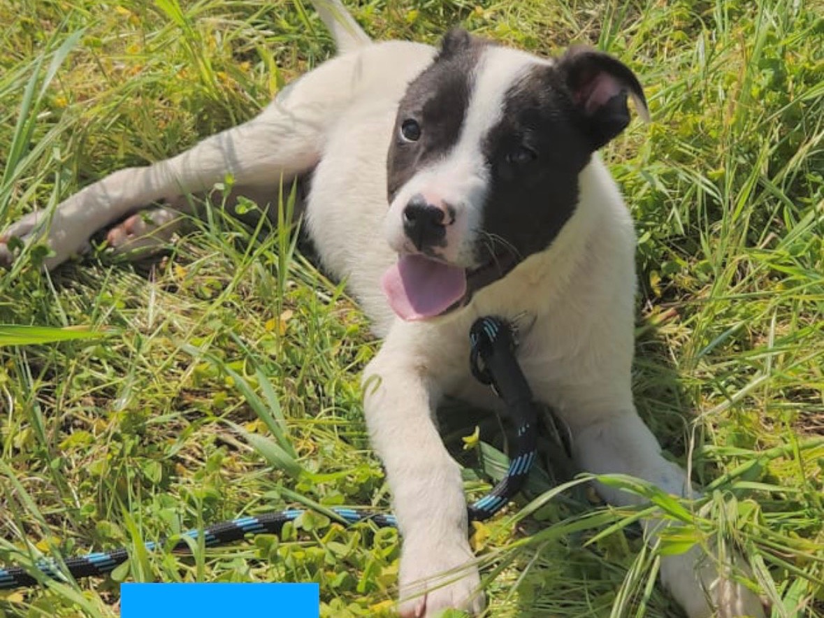 Adozione cane, maschio, Pitbull Razza sconosciuta, 3 mesi, taglia media, Cosenza