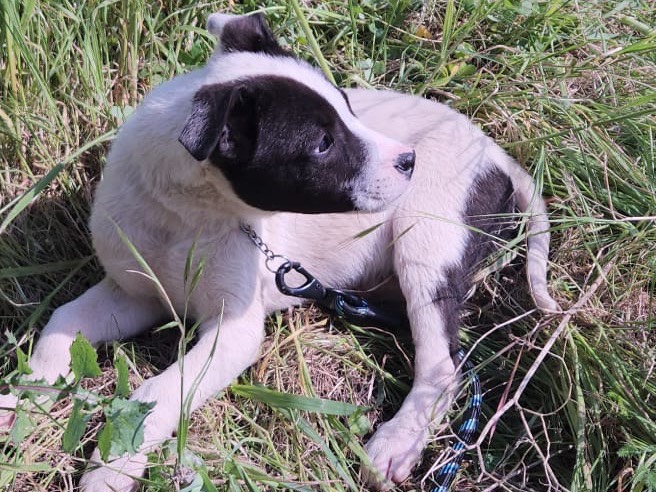 Adotta un cane, maschio, 3 mesi, Cosenza