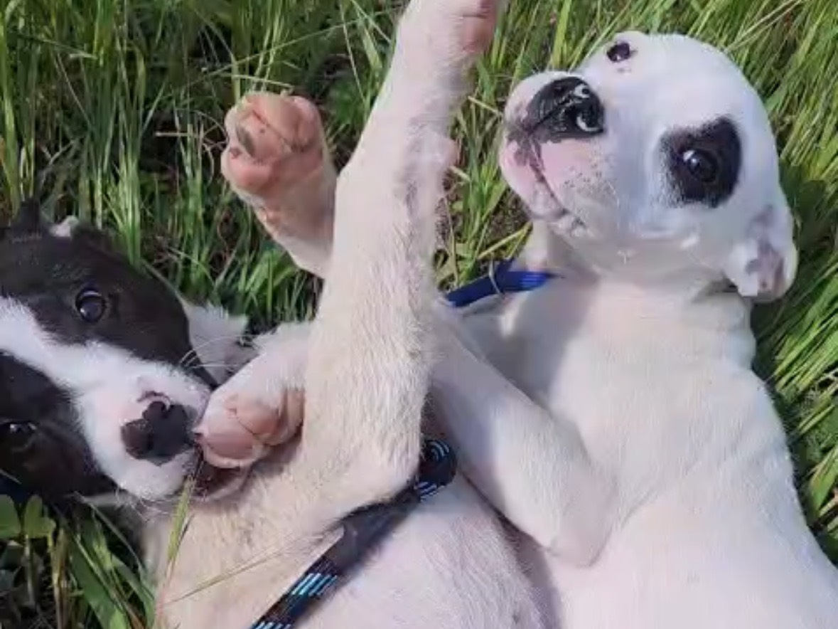 Adotta un cane, taglia media, maschio, Cosenza