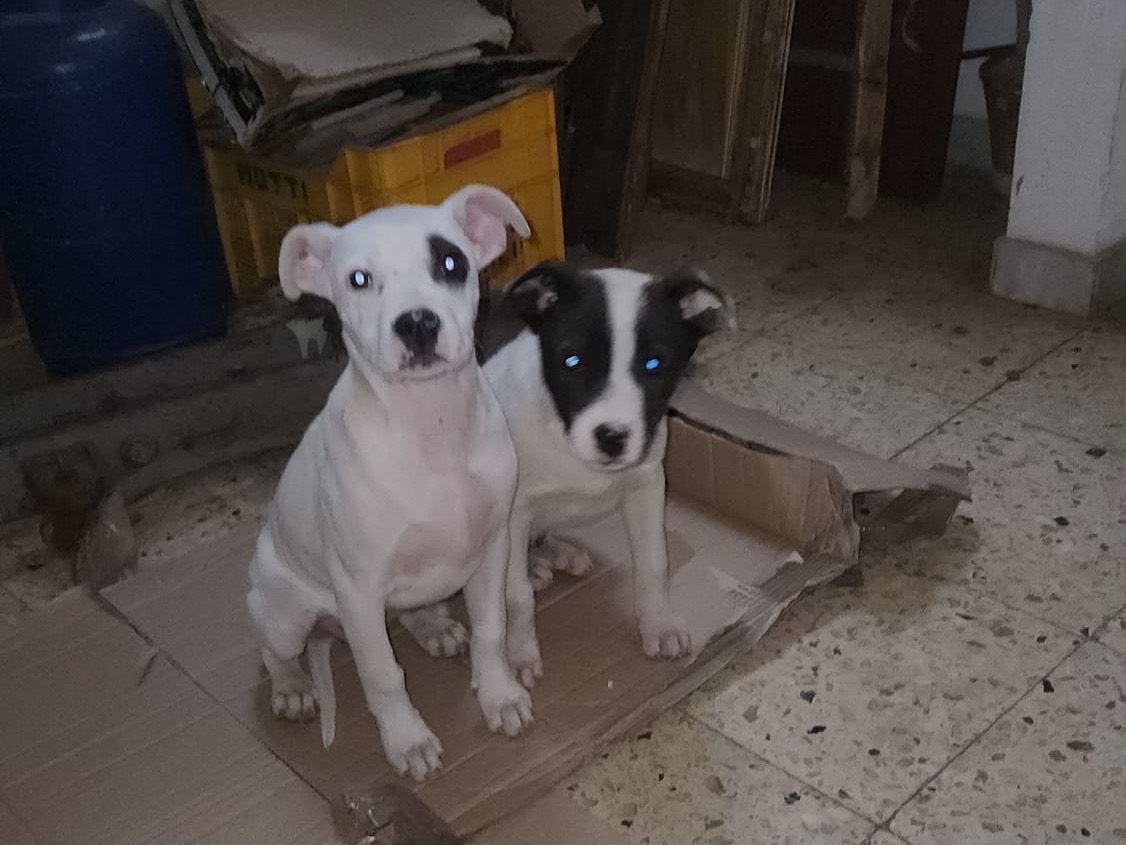 Vuoi adottare un cane a Cosenza?