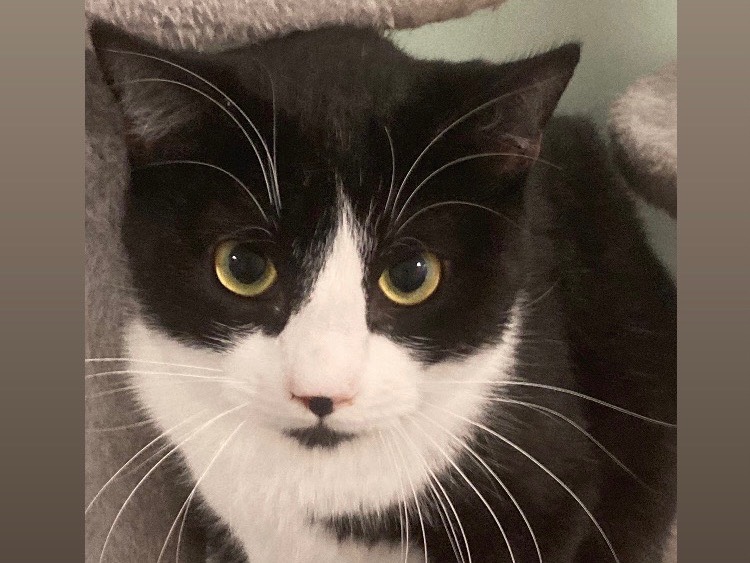 Adozione gatto, maschio, Razza sconosciuta Razza sconosciuta, 11 mesi, taglia non valida, Bari