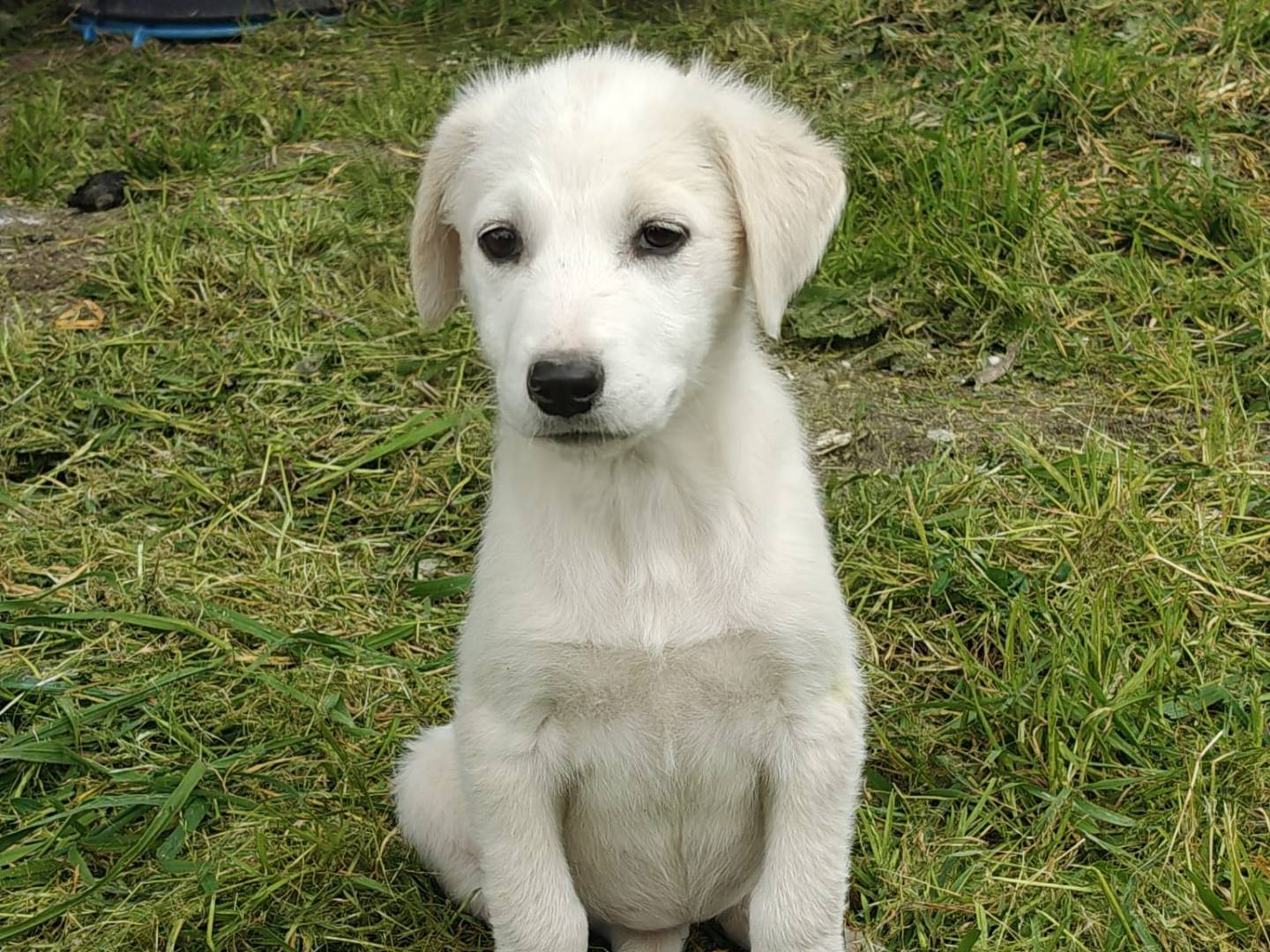 Adozione cane, femmina, Razza sconosciuta Razza sconosciuta, 2 mesi, taglia media, Trapani