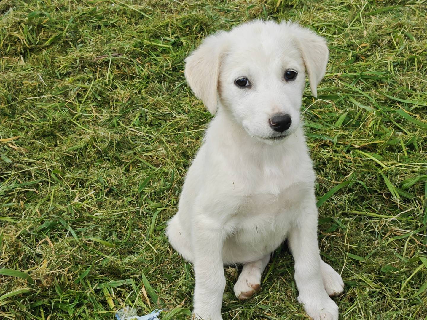 Adotta un cane, femmina, 2 mesi, Trapani