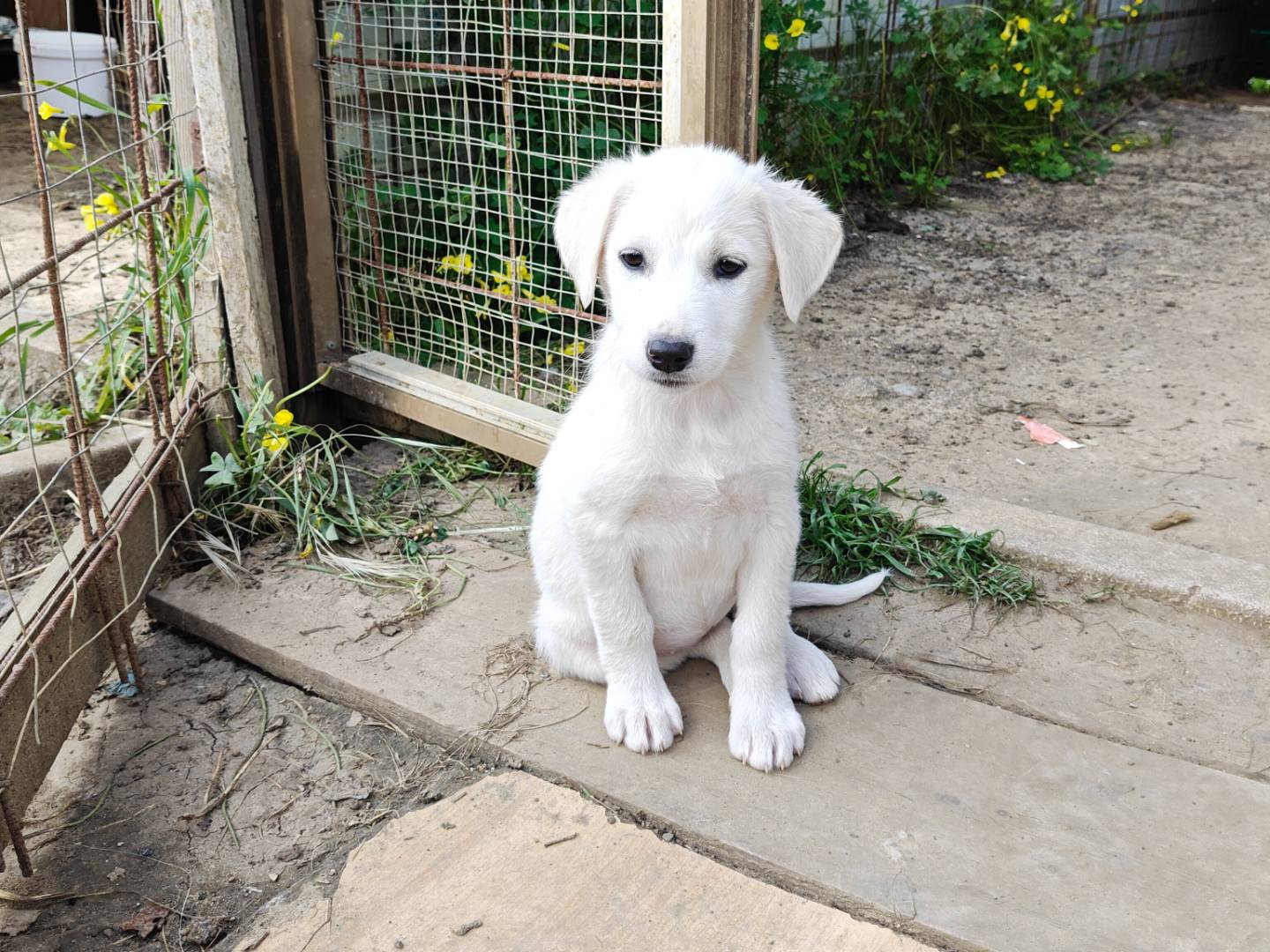 Adotta un cane, taglia media, femmina, Trapani