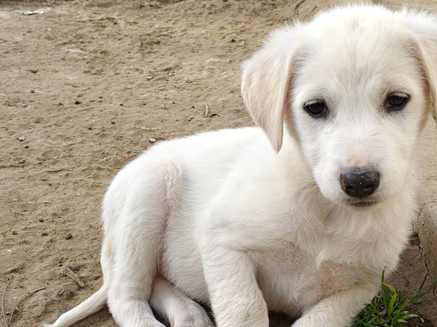 Vuoi adottare un cane a Trapani?