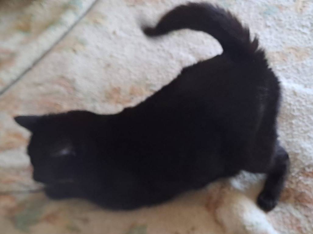 Adotta un gatto, maschio, 1 anno e 1 mese, Caserta