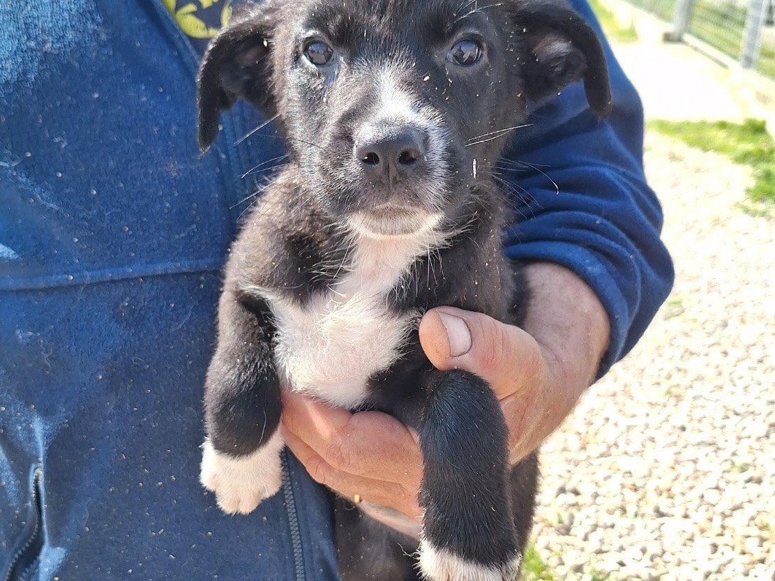 Adozione cane, femmina, Razza sconosciuta Razza sconosciuta, 1 mesi, taglia media contenuta, Frosinone