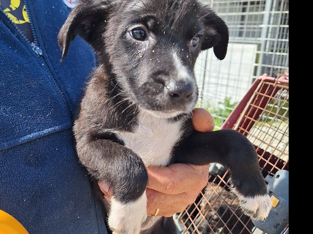 Adotta un cane, femmina, 1 mesi, Frosinone