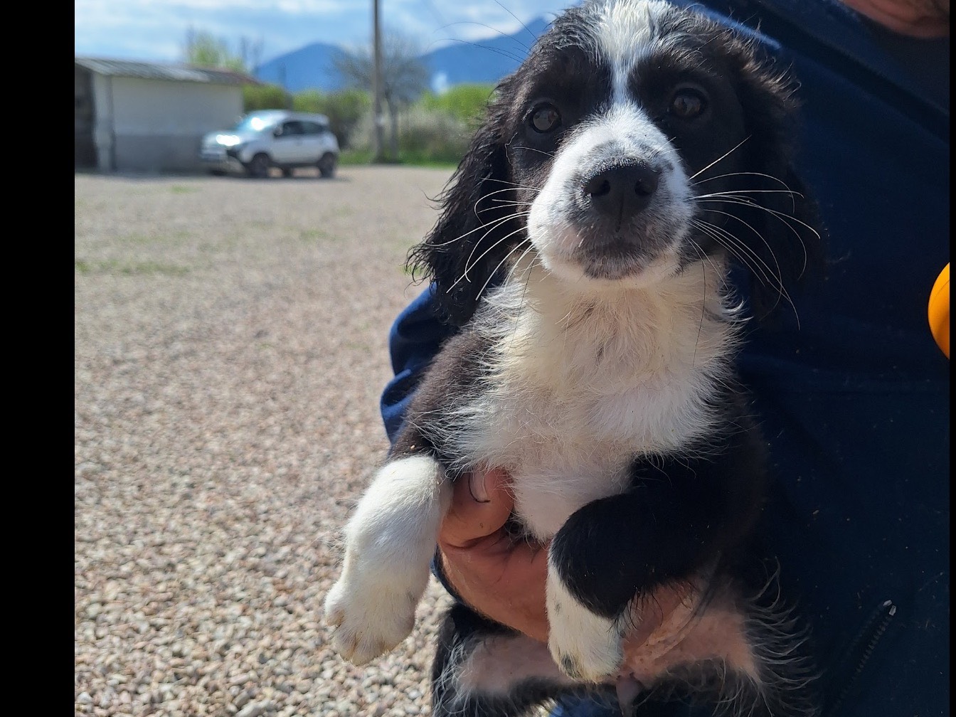 Adozione cane, femmina, Razza sconosciuta Razza sconosciuta, 1 mesi, taglia media contenuta, Frosinone