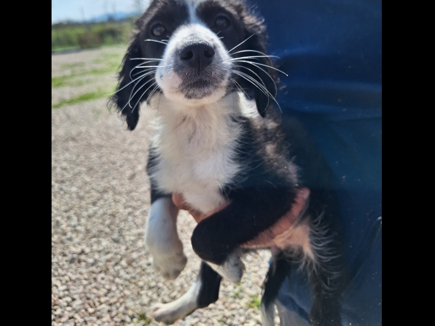 Adotta un cane, femmina, 1 mesi, Frosinone