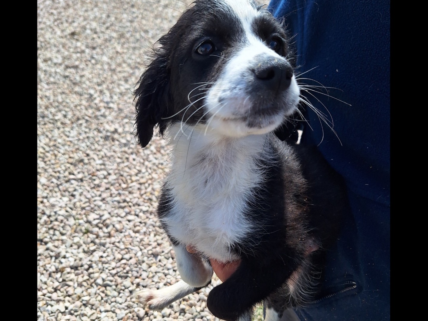 Adotta un cane, taglia media contenuta, femmina, Frosinone