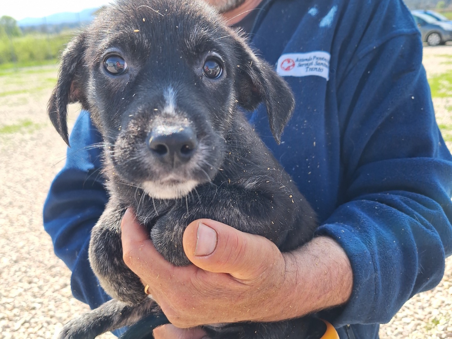 Adozione cane, maschio, Razza sconosciuta Razza sconosciuta, 1 mesi, taglia media contenuta, Frosinone