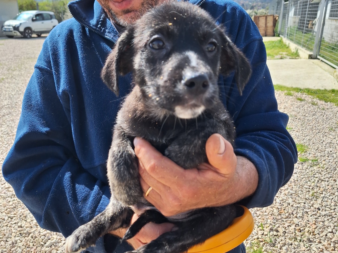 Adotta un cane, taglia media contenuta, maschio, Frosinone