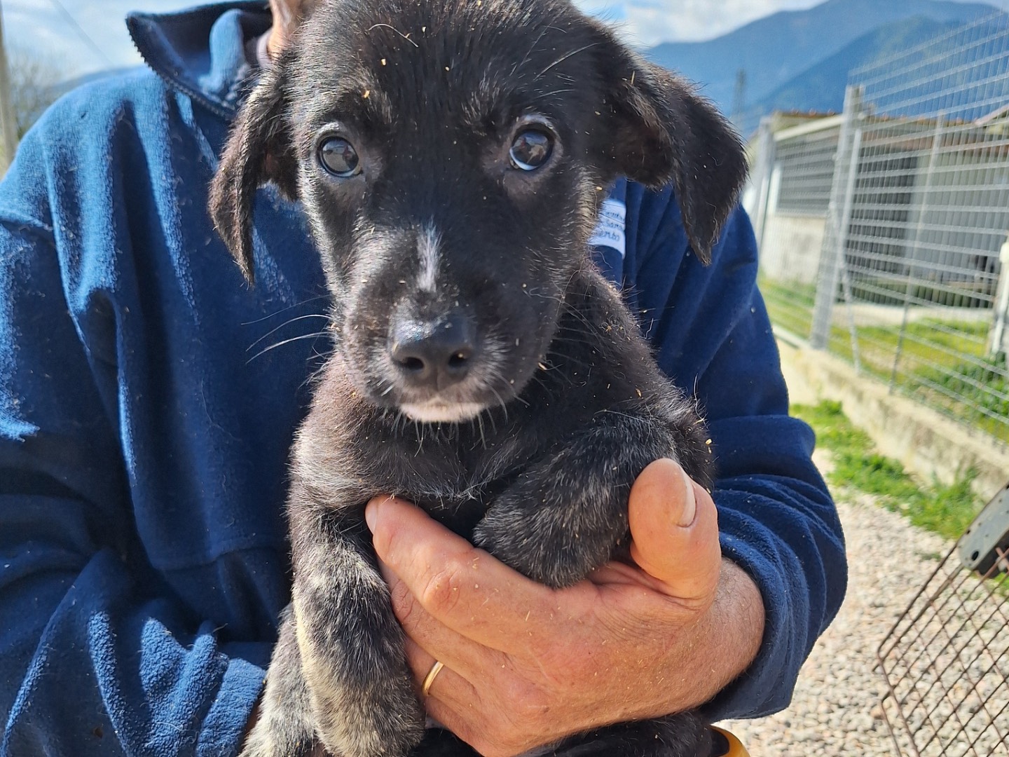 Vuoi adottare un cane a Frosinone?