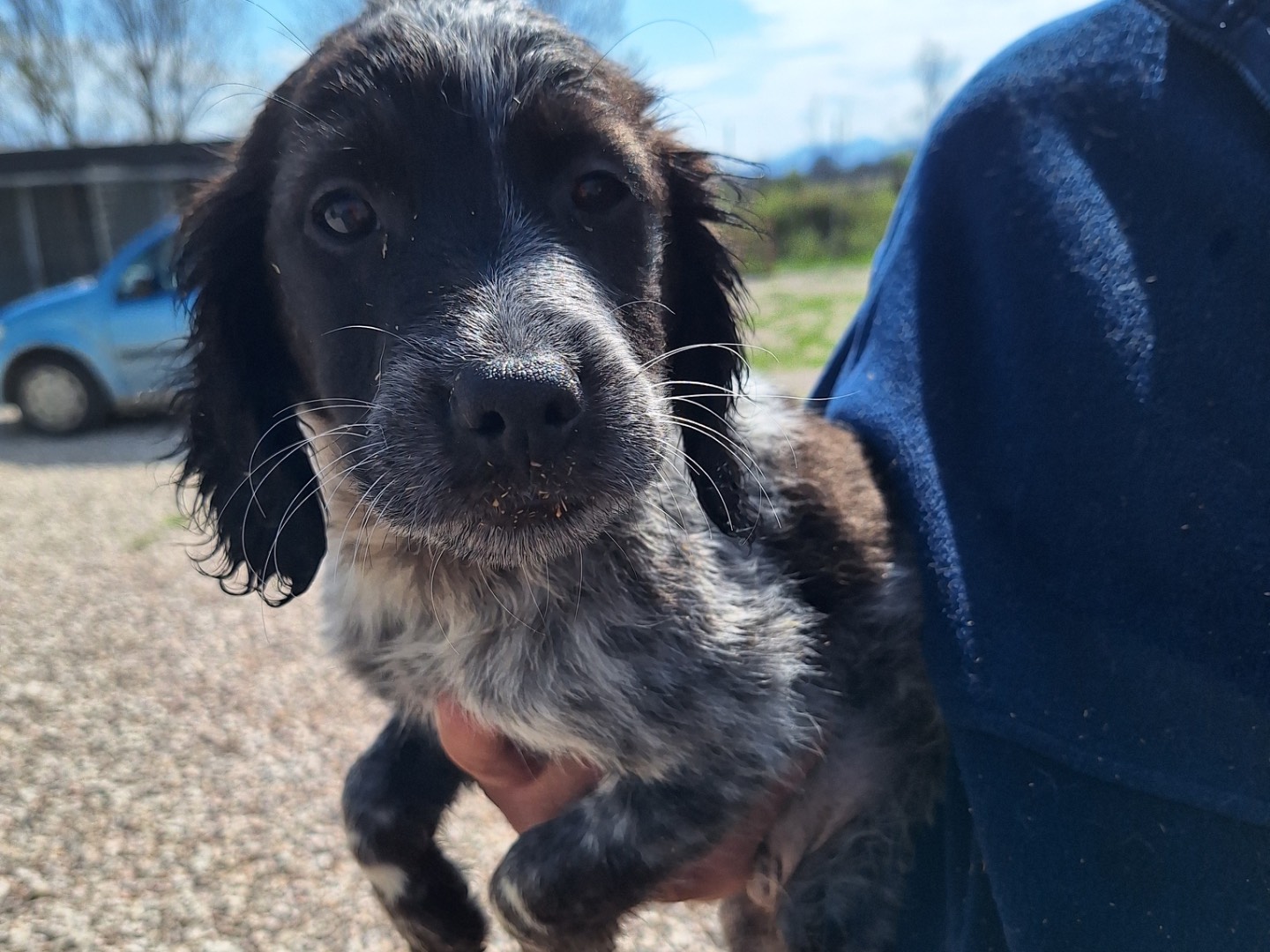 Adozione cane, maschio, Setter Inglese Razza sconosciuta, 1 mesi, taglia media contenuta, Frosinone